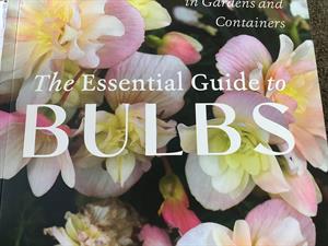 bulbs
